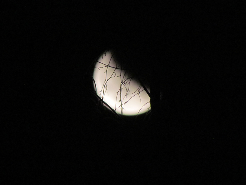 Illustration for article titled 34 Amazing Photos Of The Super Blood Moon